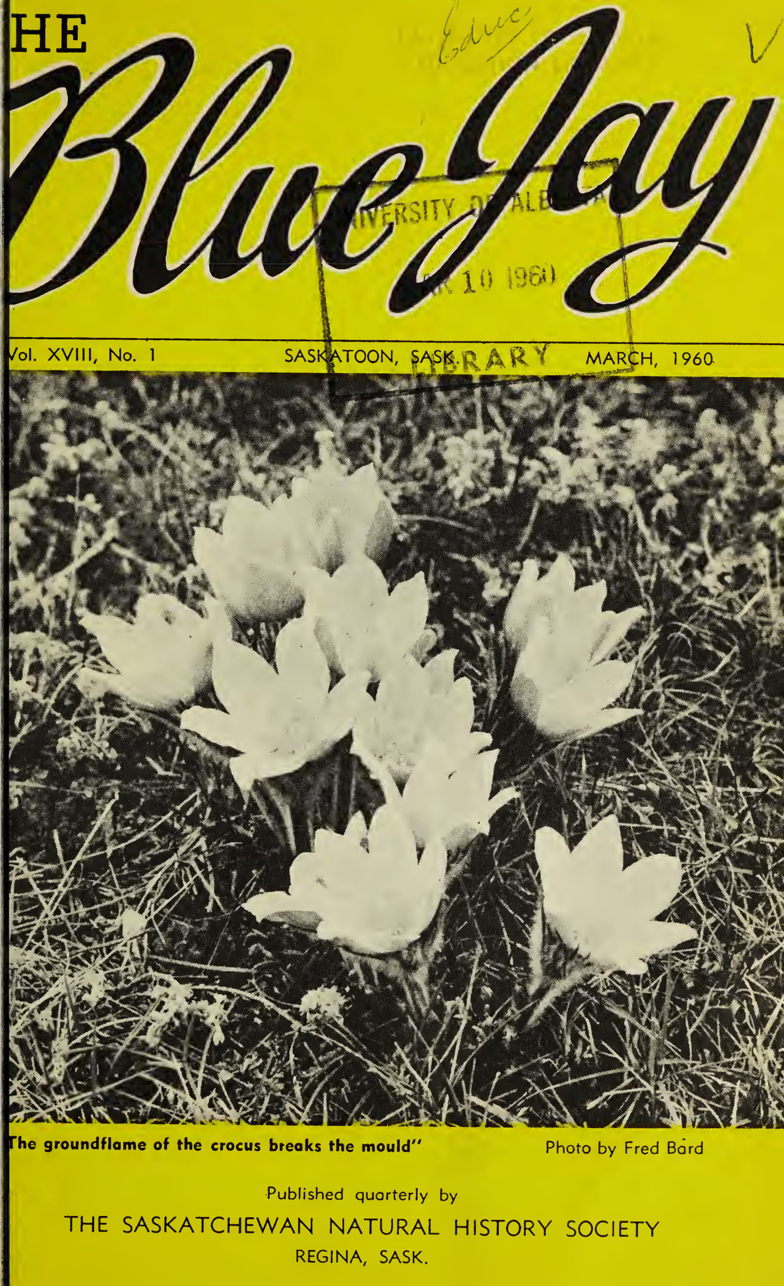 Blue Jay cover March 1960
