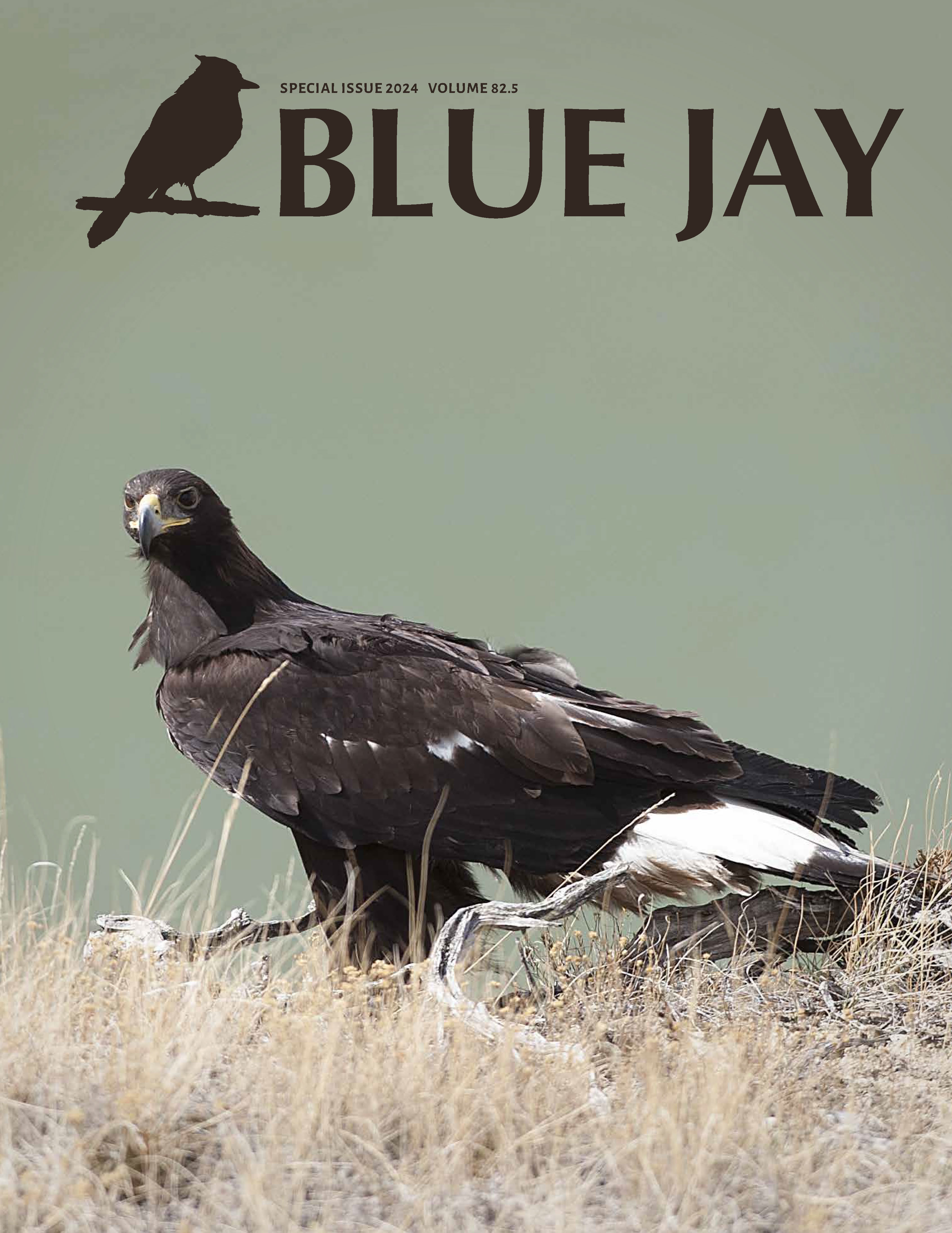 					View Vol. 82 No. .5 (2024): 75th Anniversary Special Issue: Golden Eagle Distribution in Canada
				