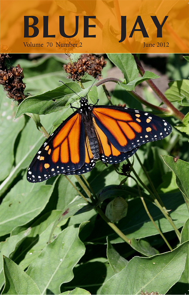 cover image featuring new adult Monarch butterfly and empty chrysalis