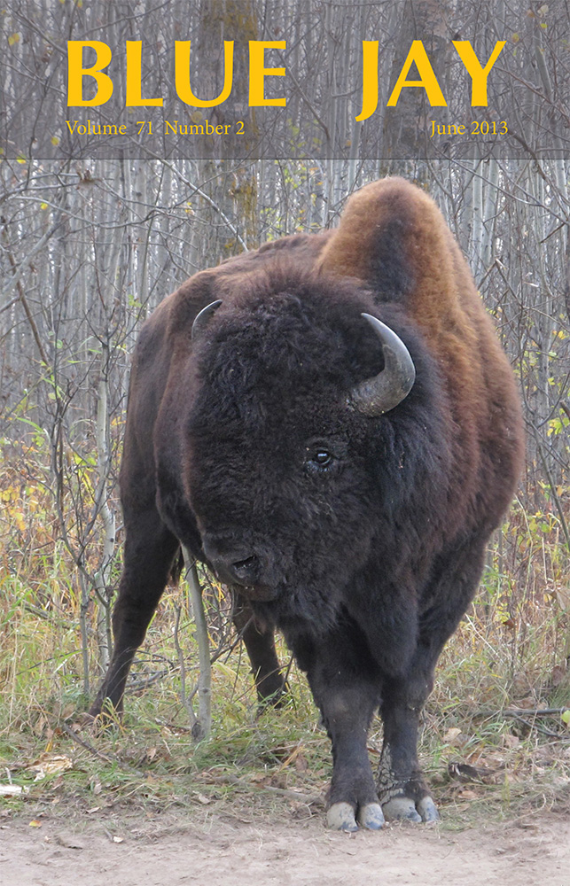 cover image featuring a Wood Bison