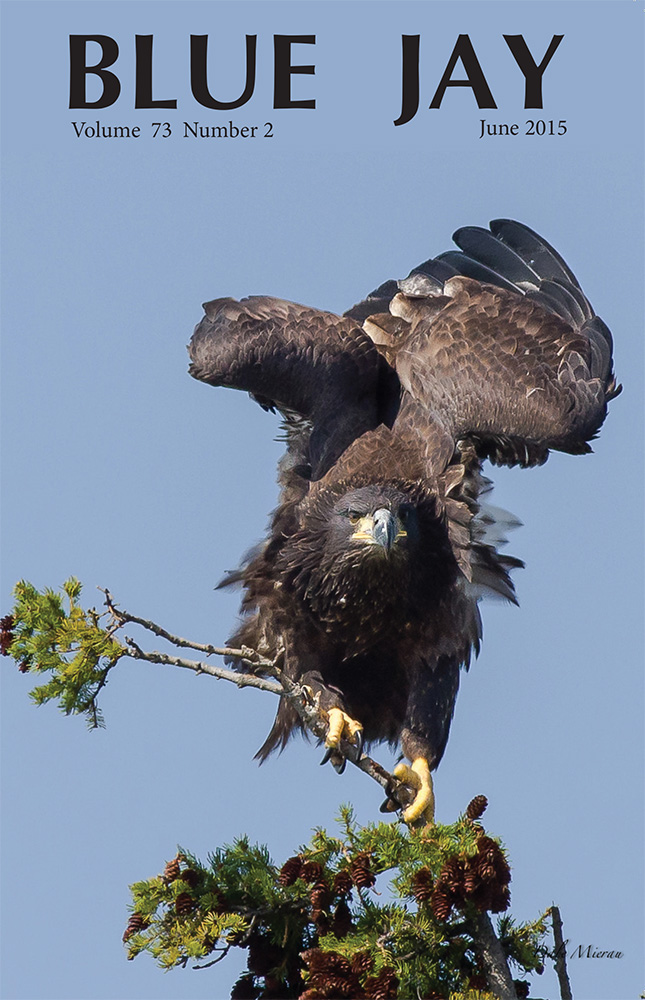 cover image featuring an eagle