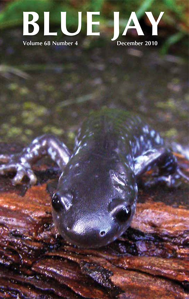 cover image featuring a blue-spotted salamander