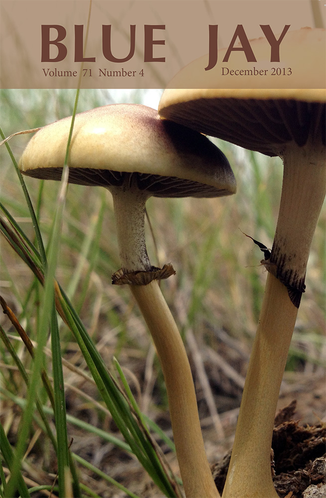 cover image featuring dung roundhead Protostropharia semiglobata fungi
