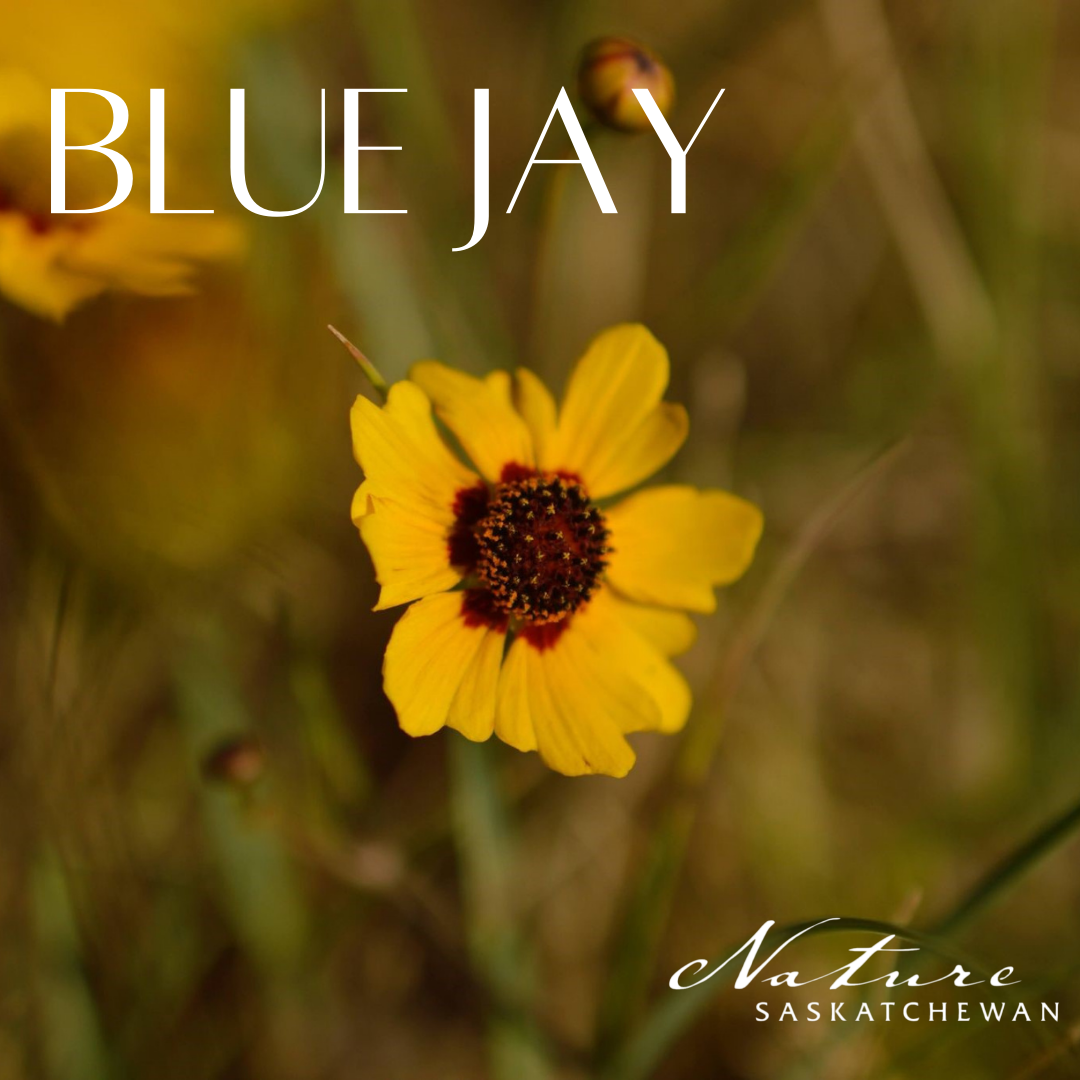 Yellow flower with Blue Jay Journal logo, Nature Saskatchewan.